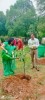 Tree Plantation event