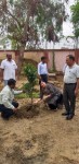 OWA Allahabad Tree Plantation