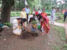 Tree Plantation Dehradun 2019