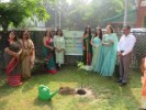 Tree Plantation Dehradun 2019