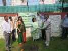 Tree Plantation Dehradun 2019