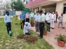 Tree Plantation 1