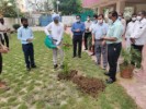 Tree Plantation 2