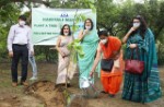 Tree Plantation 3