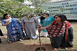 Tree Plantation 6